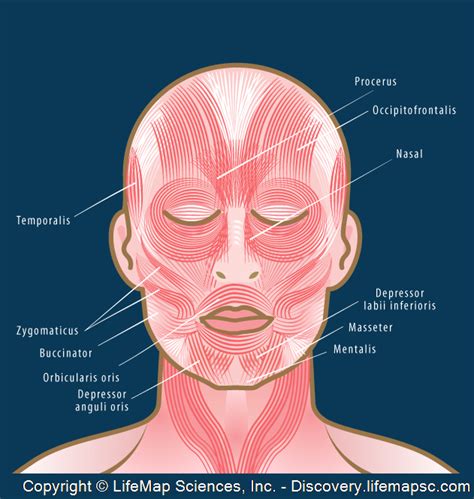 Pictures Of Skeletal Muscles – hd-m.com