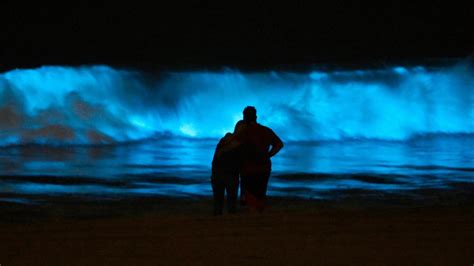 Bioluminescence at the Beach – FYFD