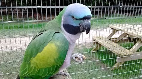 Parrot Zoo, Friskney - now Lincolnshire Wildlife Park - YouTube