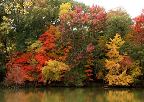 Peak fall color predicted for mid-October in Northern Ohio - cleveland.com