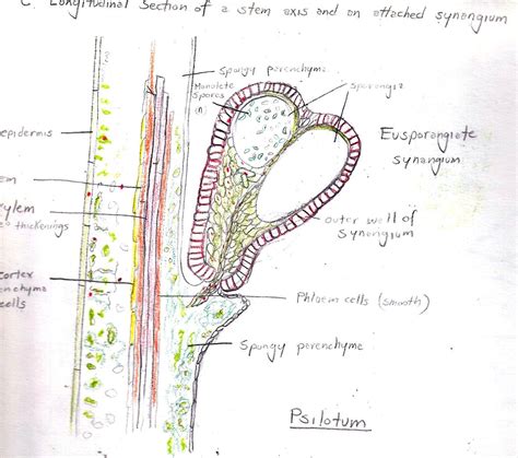 Psilotum stem axis with attached synangium (fused container holding sporangia) Sketched by Gwen ...