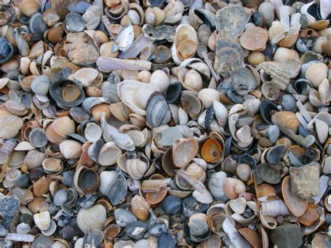Free Stock photo of Background texture of broken seashells and pebbles ...