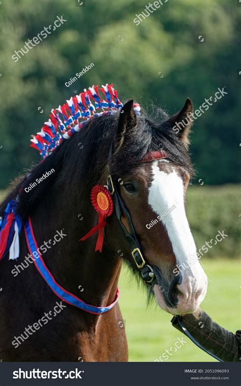 506 Shire Horse Show Images, Stock Photos & Vectors | Shutterstock