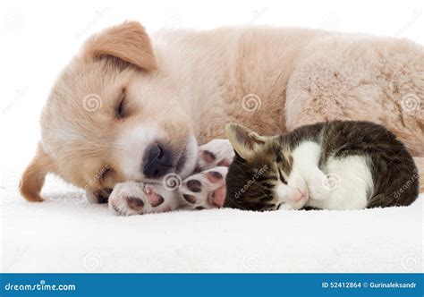 Puppy and kitten sleeping stock photo. Image of pets - 52412864