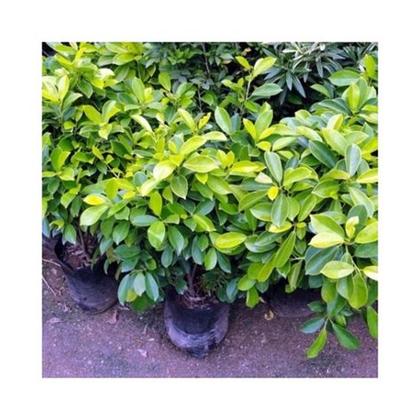 Decorative Well Watered Panda Ficus Plant at Rs 34/1 litre poly bag in Pune | ID: 24176752162