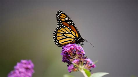 Monarch Butterflies Are Placed on IUCN Red List - The New York Times