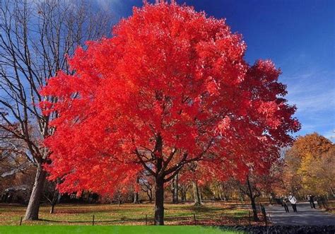 Best Maple Trees for Fall Color — PlantingTree