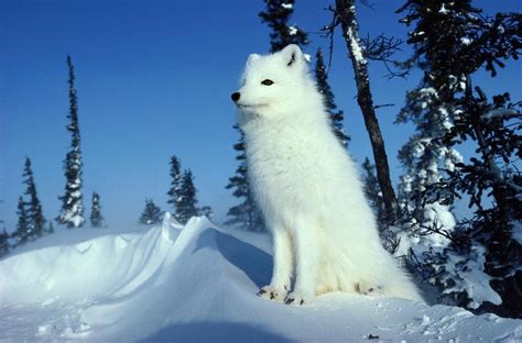 Arctic Fox Alopex Lagopus Photograph by Norbert Rosing