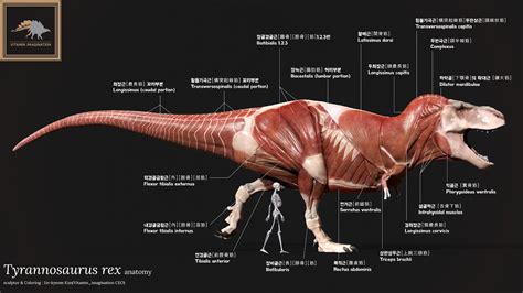 Tyrannosaurus Rex anatomy 티라노사우루스 렉스 해부도 - YouTube