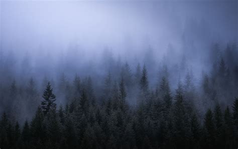 1680x1050 Fog Dark Forest Tress Landscape 5k Wallpaper,1680x1050 ...