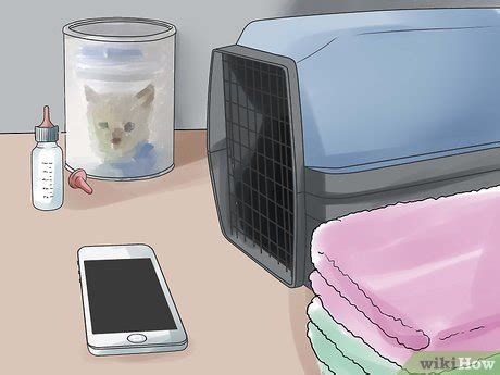 How to Help a Cat Give Birth (with Pictures) - wikiHow