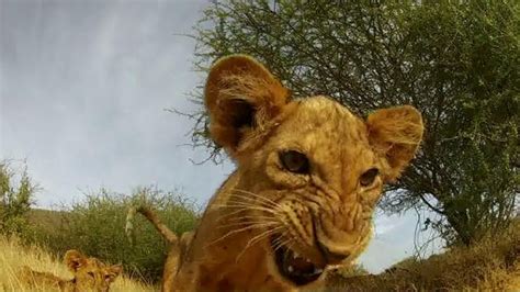 GoPro TV Commercial, 'Lion Cub Roar' - iSpot.tv