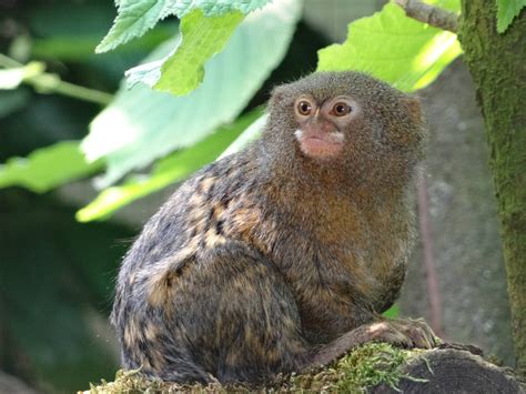 Western pygmy marmoset - ZooChat