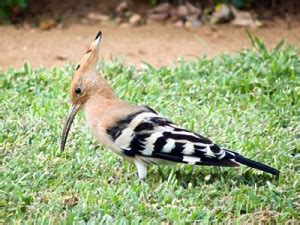 Jerusalem - Israel Names 'Hoopoe' As National Bird