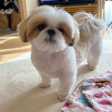 The Teddy Bear Cut: Your Shih Tzu's Next Adorable Haircut ...