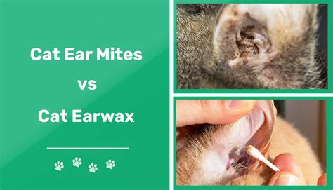 Cat Ear Mites vs Ear Wax: Vet-Reviewed Differences (with Pictures) | Pet Keen