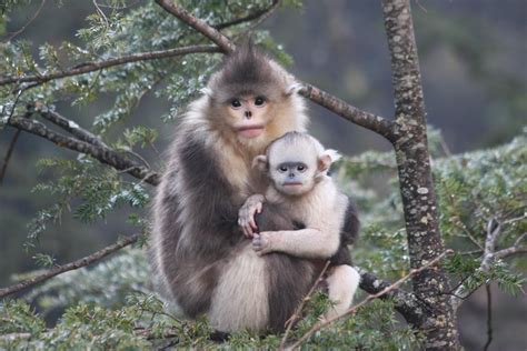 This Sad-Looking Monkey Just Got Its Genome Sequenced | Gizmodo Australia