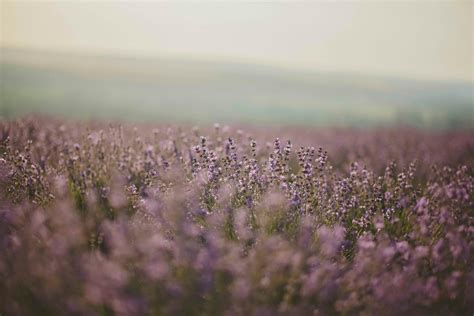 Lavender Flower Field · Free Stock Photo