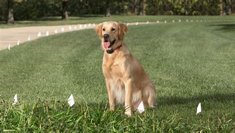 How to Adjust Invisible Dog Fence Collar Strength