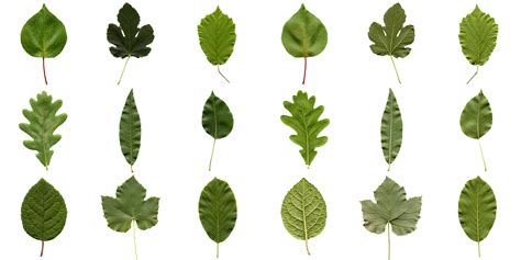 Why Do Leaves Have Such Different Shapes?