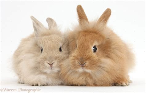 Fluffy bunnies photo WP36025