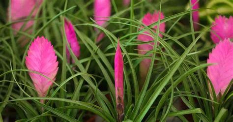 Tillandsia Air Plants: Learn About Tillandias, Easy Air Plant Care