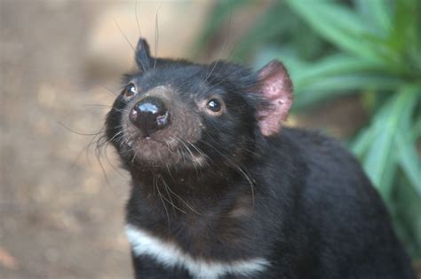 Tasmanian devils are evolving resistance to their devastating ...