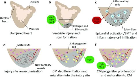 Overview of zebrafish heart regeneration. a Structure of the uninjured... | Download Scientific ...