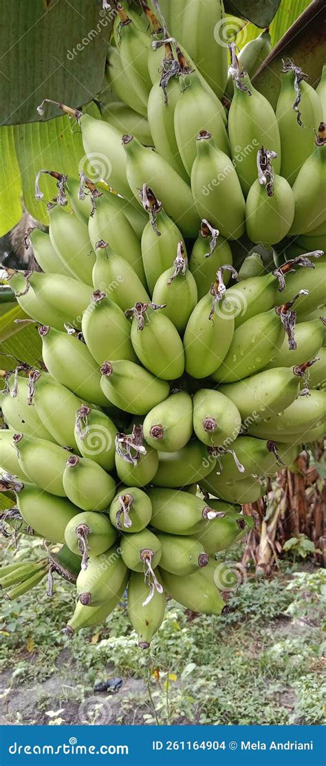 Unripe Banana stock photo. Image of pressure, maintaining - 261164904