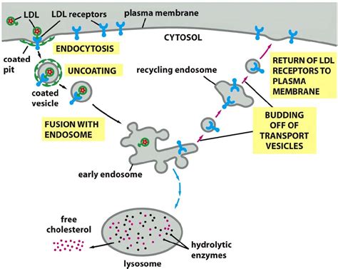 Figure 3 from New insights into the clearance of tissue factor pathway inhibitor (TFPI) and ...