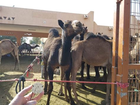 Camel market, Al Ain, Abu Dhabi, UAE – Here and there, below the sky