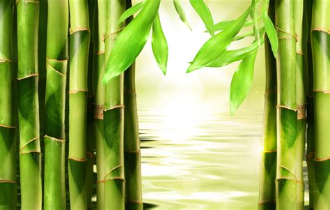 Bamboo Wallpapers - Top Free Bamboo Backgrounds - WallpaperAccess