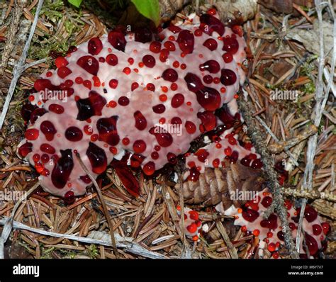 Bleeding Tooth Fungus (Hydnellum peckii) . The bleeding tooth fungus, despite its disconcerting ...