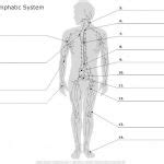 Lymphatic system diagram | Healthiack