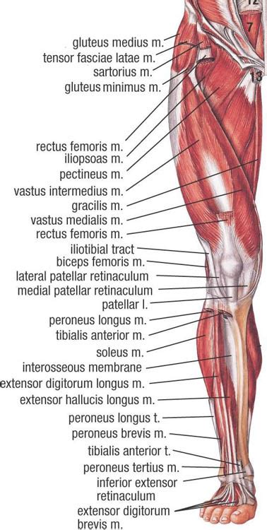 Lower Muscle Anatomy - Sports Massage Therapy