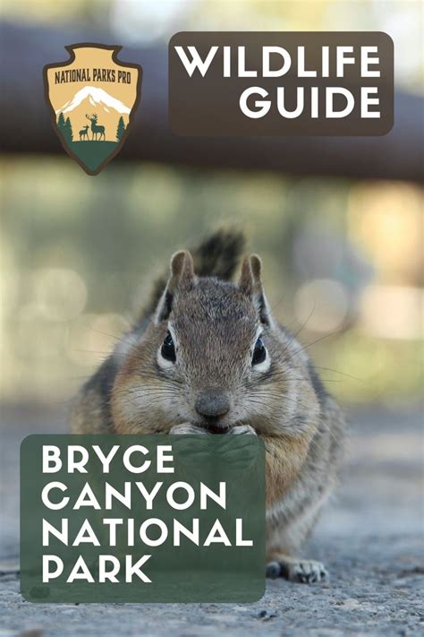 Bryce Canyon National Park Wildlife Guide | Bryce canyon national park, National parks, Bryce canyon