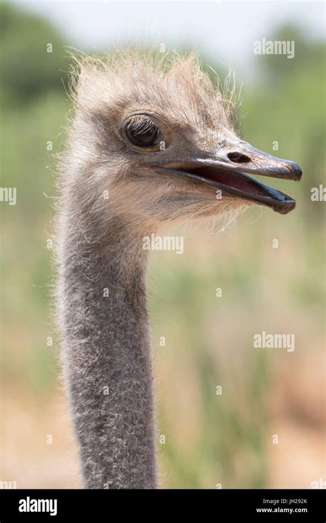 Ostrich in Ostrich Safari Park, Oudsthoorn, South Africa, Africa Stock ...