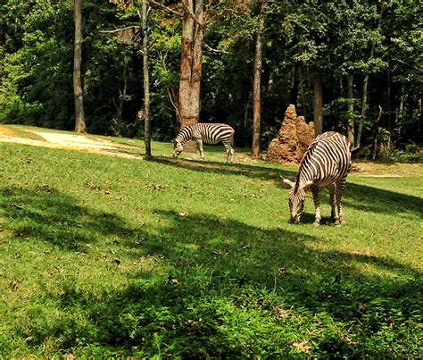 The Largest Walk-Through Zoo in the World: North Carolina Zoo - TRAVEL'S A DANCE AWAY