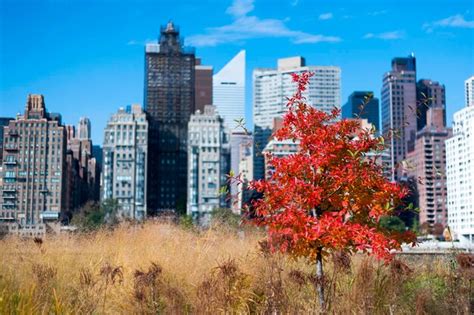 Premium Photo | Different colors of leaves fall nyc