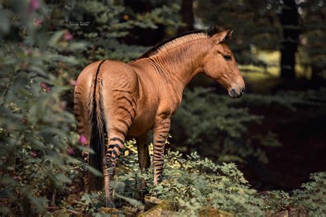 10 Photos Of A Zorse, A Horse And Zebra Hybrid Not Many Know Exists, By Photographer Carina ...