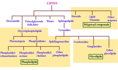 How Are Lipids Unique When Compared to Other Macromolecule Groups ...