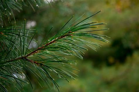 Free stock photo of Closeup Pine Needles, pine tree, tree