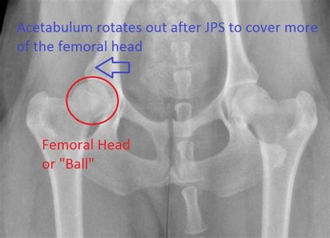 How Much Does Dog Hip Dysplasia Surgery Cost?