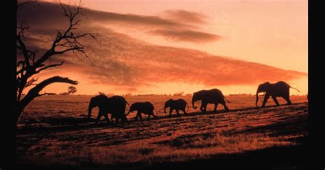 Elephant migration at sunset in Mali