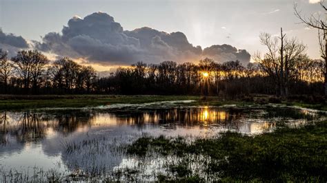 Reflections in a Swamp Limburg Belgium Photography Kit, National Photography, Nature Photography ...