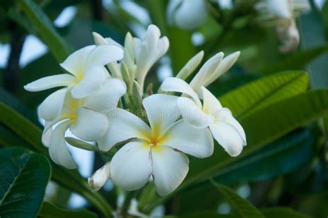 White Plumeria Flowers In Kauai, Hawaii Stock Image - Image of tree, white: 110026189