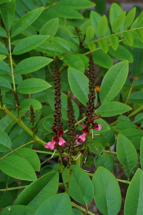 Photo #50886 | Indigofera tinctoria | plant lust