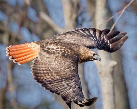 Red Tailed Hawk Flying Photograph by Bill Wakeley