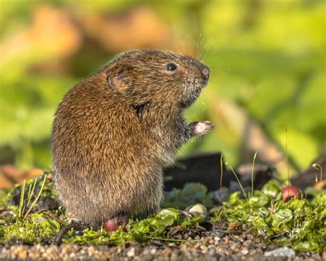 Field vole eating berry stock photo. Image of moss, forest - 260428886