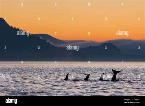 Northern resident killer whale (Orcinus orca) family pod playing in ...